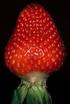 Aggregate fruit - a strawberry fits the definition of an aggregate fruit as well as an accessory fruit.